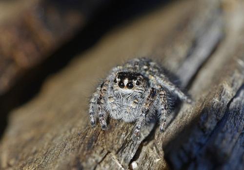 Philaeus chrysops